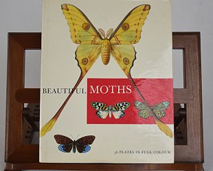 Beautiful Moths.